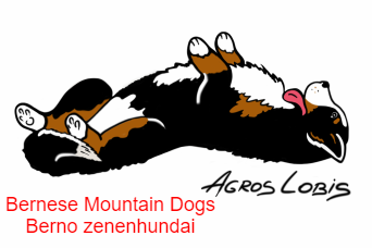 Bernese Mountain Dog kennel Agros lobis